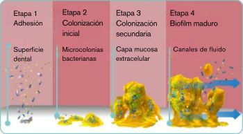 ES-explore-image-oral-care-vap-facts-1